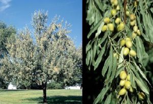 Russian Olive